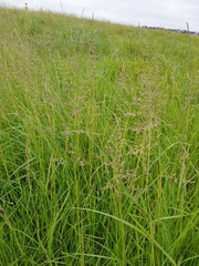 Poa trivialis
