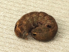 Spodoptera latifascia