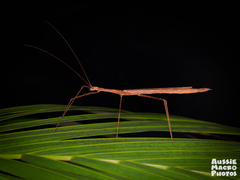 Sipyloidea larryi