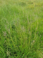 Poa trivialis