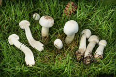Agaricus xanthodermus