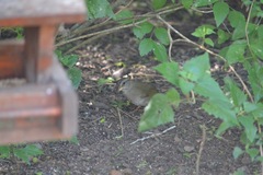 Arremonops rufivirgatus