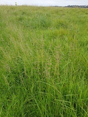 Poa trivialis