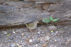 Arremonops rufivirgatus