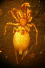 Scotinella sculleni
