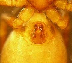Scotinella sculleni