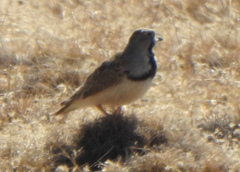 Thinocorus rumicivorus