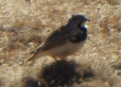 Thinocorus rumicivorus