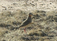 Oreopholus ruficollis