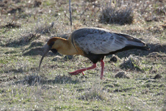 Theristicus melanopis