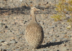 Eudromia elegans
