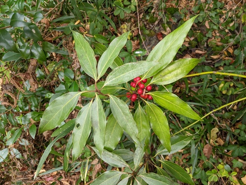 Neolitsea sericea