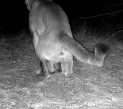Puma concolor couguar