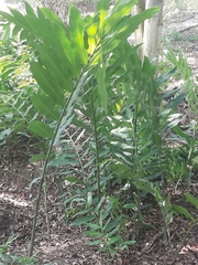 Acrostichum danaeifolium