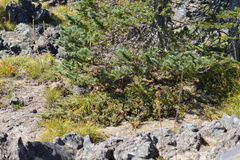 Juniperus communis kelleyi