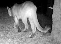Puma concolor couguar