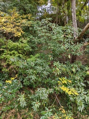 Neolitsea sericea