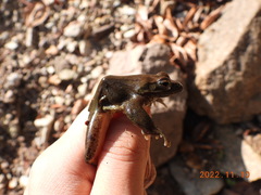 Rana huanrensis