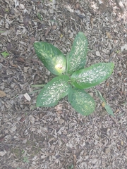 Dieffenbachia seguine