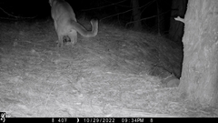 Puma concolor couguar