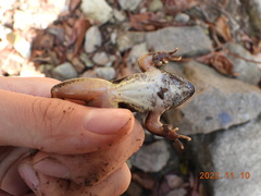 Rana huanrensis