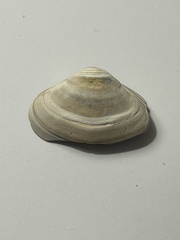 Mactrinae