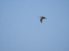 Gallinago paraguaiae