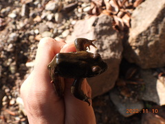 Rana huanrensis