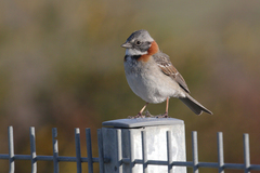 Zonotrichia capensis australis