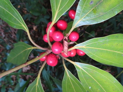 Neolitsea sericea