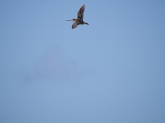 Gallinago paraguaiae