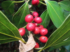 Neolitsea sericea
