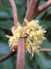 Neolitsea sericea