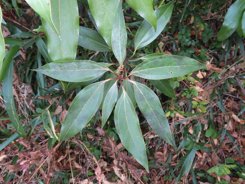 Neolitsea sericea, photograph 4