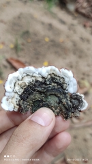 Auricularia brasiliana
