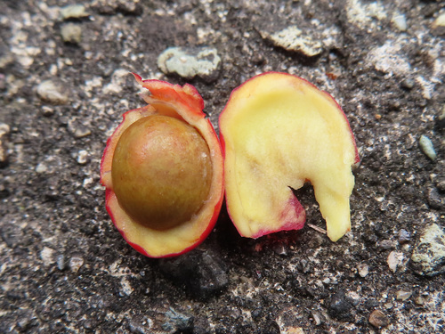 Neolitsea sericea, photograph 6