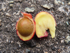 Neolitsea sericea, photograph Timur Kalininsky, CC BY, iNaturalist via GBIF