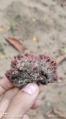 Auricularia brasiliana