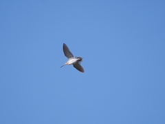 Gallinago paraguaiae