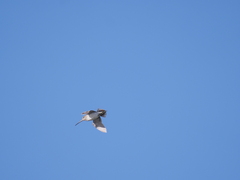 Gallinago paraguaiae