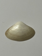Mactrinae