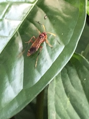 Compsocryptus texensis