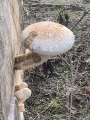 Hemipholiota