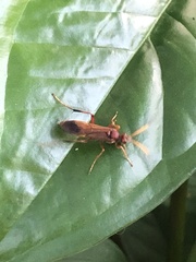 Compsocryptus texensis