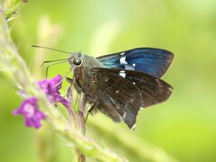 Eudaminae
