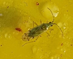 Nesidiocoris tenuis