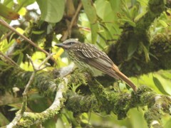 Myiodynastes luteiventris