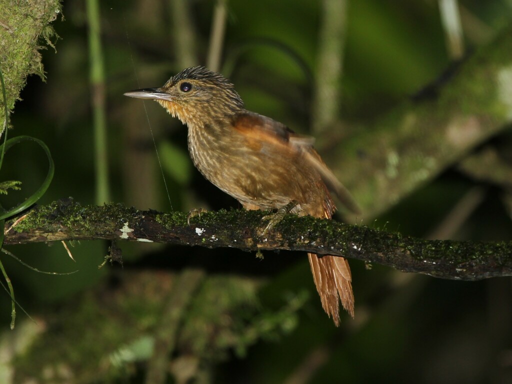 Western Woodhaunter photo
