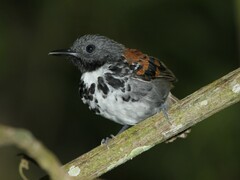 Hylophylax naevioides