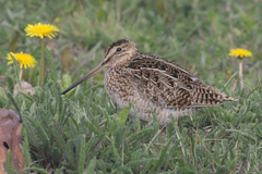 Gallinago magellanica